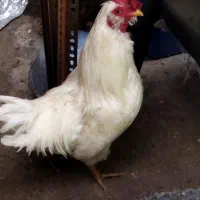 خروس گلین لری چهل تاج