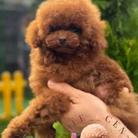 پودل توی اورجینال از مولدین وارداتی|سگ|رشت, بلوار گیلان|دیوار