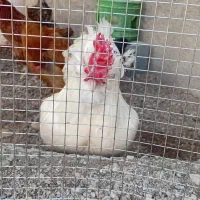 خروس نژاد دار