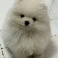 سگ پامر خرسی بوفیس