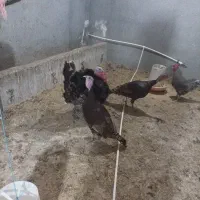 بوغلمون جوان امسالی