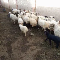 میش بره میش ابستن