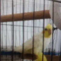 یک عدد طوطی برزیلی