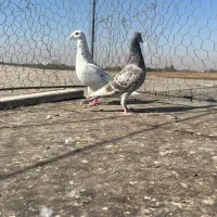 سه جفت هفت رنگ|پرنده|اقبالیه, |دیوار