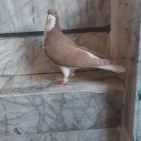 کبوتر کفتر|پرنده|اقبالیه, |دیوار