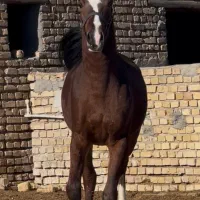 اسب دره شور