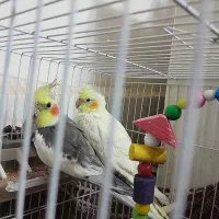 باسلام پرنده خانگی|پرنده|سلامی, |دیوار