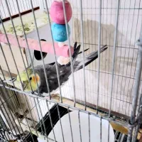 یک عدد عروس هلندی