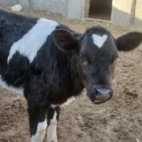 گوساله ماده|حیوانات مزرعه|تربت جام, میان جام|دیوار