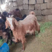 فروش سه بز|حیوانات مزرعه|سراوان, |دیوار