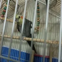 عروس هلندی