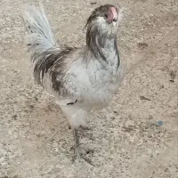 خروس آرکانا