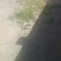 قز فوری200مترزمین با6ساعت آب،قابل معاوضه