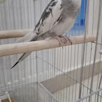 عروس هلندی نر ابلق