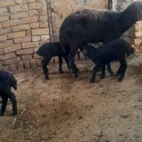 میش قزل افشار دوقلو