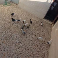 کفتر رنگی|پرنده|محمدیه-قزوین, |دیوار