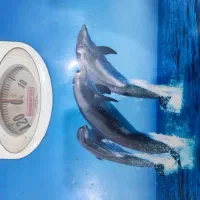 ترازو|پزشکی|یاسوج, |دیوار