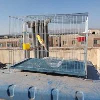 قناری نر قرص قرص|پرنده|پاکدشت, شهرک امام رضا|دیوار