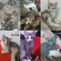 واگذاری رایگان گربه Dsh