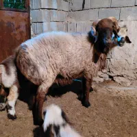 قوچ ترکی چینی|حیوانات مزرعه|وحدتیه, |دیوار