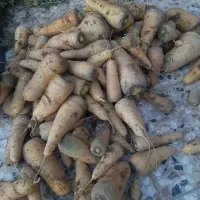 زردک|خوردنی و آشامیدنی|سبزوار, رباط|دیوار