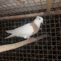 ۳ تا طوقی کاکولی ماده