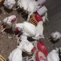 خروس مادر .مرغ و خروس گوشتی .بوقلمون گوشتی.غاز . |حیوانات مزرعه|محمدشهر, ولدآباد|دیوار