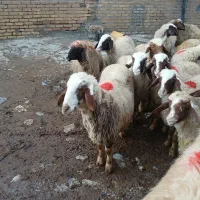 گوسفند سنجابی|حیوانات مزرعه|ماهیدشت, |دیوار