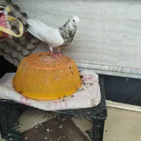 کبوتر