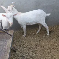 بزغاله ماده سانن