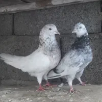 کبوتر پرشی و تزیینی|پرنده|چمستان, |دیوار