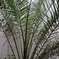 فروش درخچه نخل تزئینی