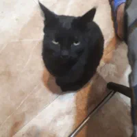 حیوان خانگی گربه