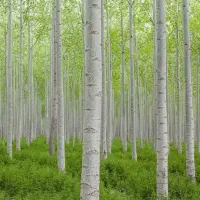 فروش نهال سنوبر با مشاوره کاشت رایگان|خدمات باغبانی و درختکاری|ماهنشان, |دیوار