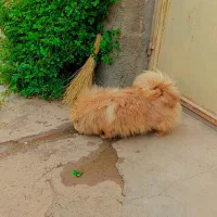 سگ خرسی پامرا|سگ|شاهین دژ, |دیوار