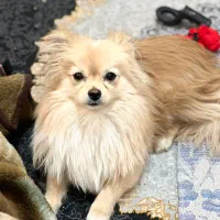 حیوان خانگی|سگ|کرج, شهرک سهرابیه|دیوار