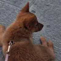 سگ پامر اشپیتز ۳ تومن|سگ|خمینیشهر, |دیوار