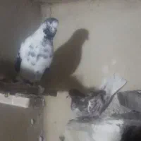 طوقی نرماده اویناق بخاطر جم کردن کبوتر