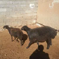 بره قوچ بی گوش هترو