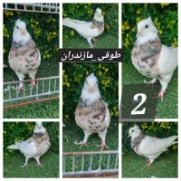کبوتر طوقی کاکلی پاپر مازندران توضیحات بخون|پرنده|آمل, |دیوار