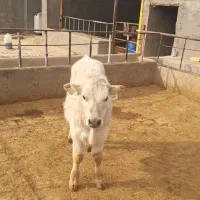 گوساله قطع شیر