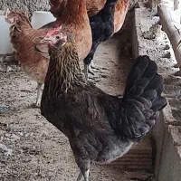 مرغ محلی اصل