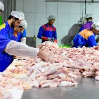 کار قطعه بندی مرغ بیخصکاری مرغ