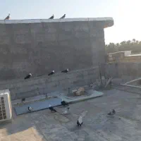 کبوتر مخمل کاکولی