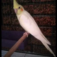 عروس هلندی نر