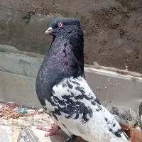 کبوتر کله و سینه اصل