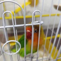 طوطی برزیلی نر|پرنده|بروجرد, |دیوار