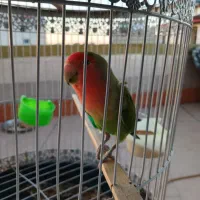 طوطی برزیلی صورت هلویی