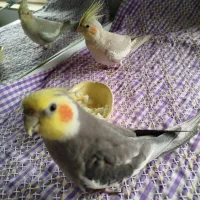 یک جفت عروس هلندی جوان و رام، نر سخنگو