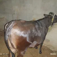 گستر چلبک